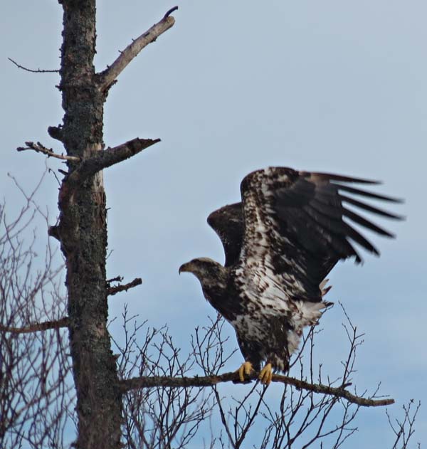 Bald Eaglet , photo by Lissa Perkins